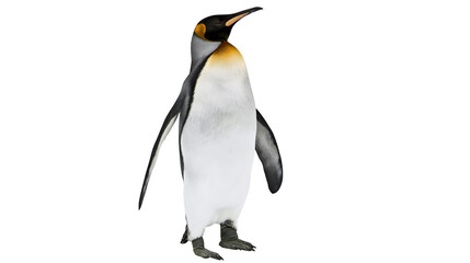 Majestic king penguin with golden neck markings, isolated on transparent background © PNGera