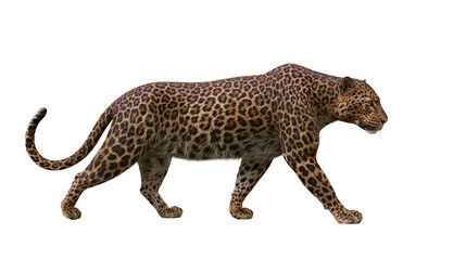 Spotted leopard walking gracefully, isolated on transparent background © PNGera