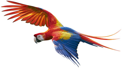 Vibrant scarlet macaw parrot with spread wings, isolated on transparent background © PNGera