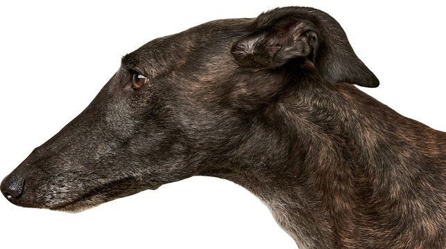 Brindle greyhound dog head profile with dark fur, isolated on transparent background