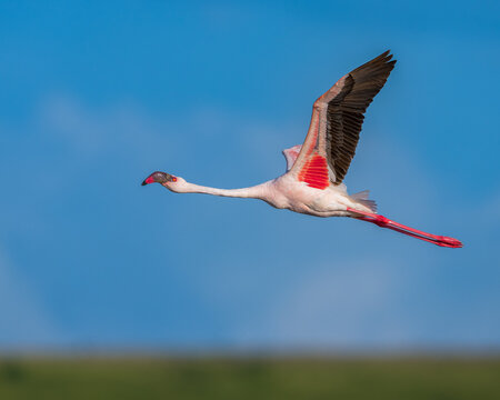 Lesser flamingo flying up of Nakuru lake