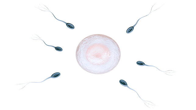 Multiple sperm cells swimming towards a single ovum, isolated on transparent background