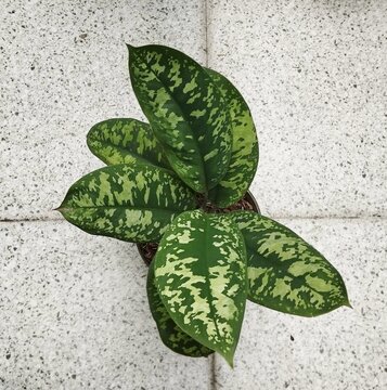 Exotic leaves of homalomena wallisii (adelonema wallisii) 