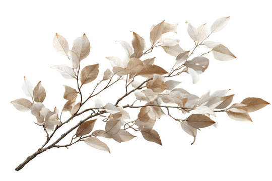 Neutral leaf branch bundle isolated on transparent background, elegant botanical foliage PNG cutout in soft earthy tones