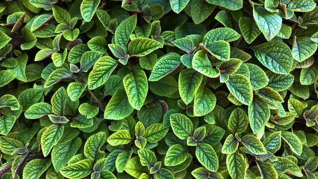 Close up overhead tilt shot of fresh green mint plant leaves with textured surface and vibrant foliage. Vertical orientation natural background for botanical design, eco and wellness concepts.