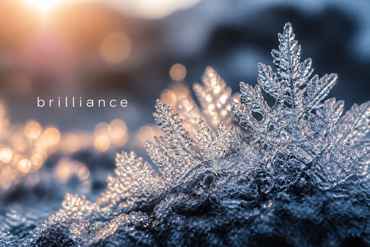 Frost-covered branches sparkle in bright sunlight against a dark, wintry background.