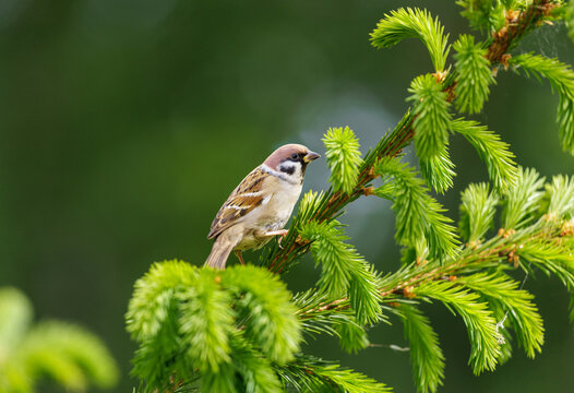 Close of little bird perching on branch of fir tree. The sparrow