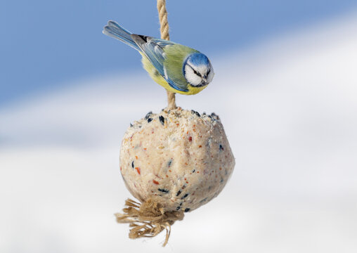 little bird feeding on bird feeder with suet fat ball.  Blue tit. Winter period