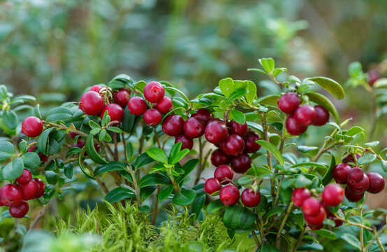 bush of fresh wild ripe cowberry in a forest