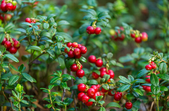 bush of fresh wild ripe cowberry in a forest