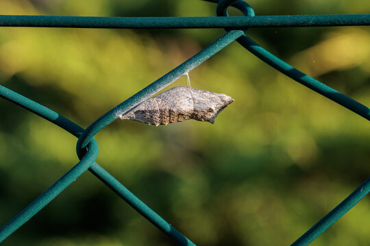 Swallowtail butterfly pupa attached to a metal fence. Papilio machaon.