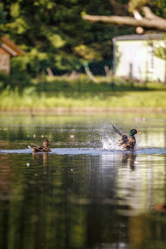 Male and female mallard ducks on a calm lake, with the drake splashing water during a courtship display.
