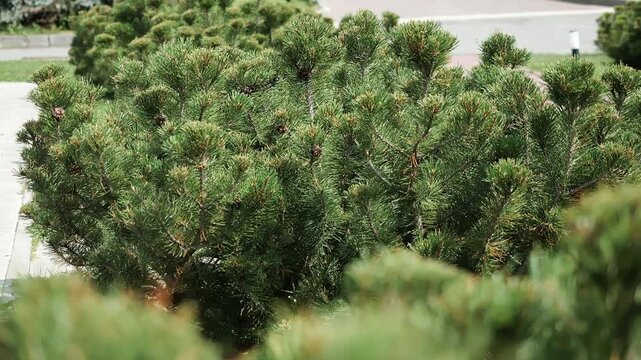 Dense evergreen pine shrub growing in a landscaped garden. Natural conifer foliage in a well-maintained outdoor environment, ideal for landscaping, gardening and nature themes.