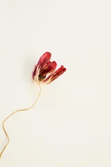 Dried red tulip flower top view with artistic minimal composition © Floral Deco