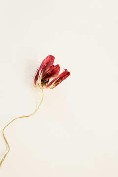 Dried red tulip flower top view with artistic minimal composition