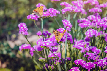 Obraz premium Two fritillary butterflies feeding on vibrant purple statice wildflowers in soft sunlight.
