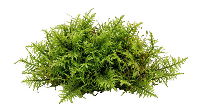 Small green bush plant isolated on white isolated on transparent background