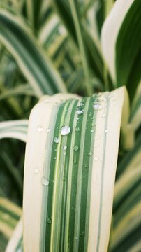 Close-up of drops on green and white arundo donax leaves. Water droplets stand on variegated giant reed grass after rain, creating a fresh summer background with striped texture.