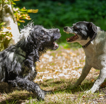 Two Dogs Playing Face to Face in the Forest