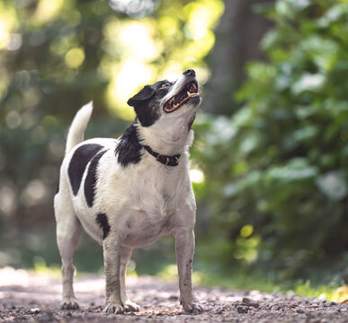 Close-Up of Focused Danish-Swedish Farmdog Looking Up