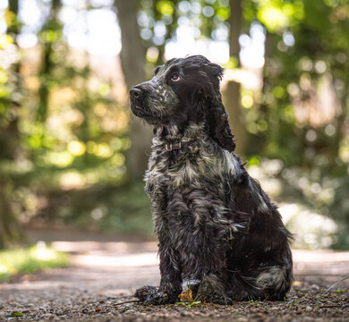 Blue Roan English Cocker Spaniel with an Expressive Puppy-Eyed Look