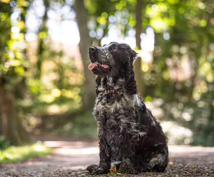 Blue Roan English Cocker Spaniel Sitting in the Forest with Tongue Out