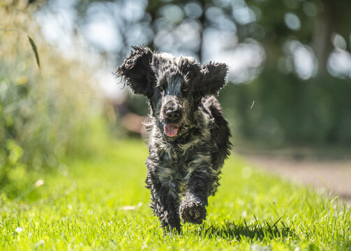 Blue Roan English Cocker Spaniel Approaching Camera Outdoors