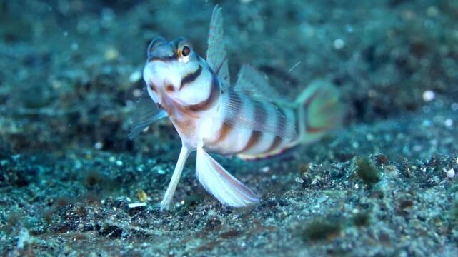 4K macro footage of a banded shrimp goby (Amblyeleotris periophthalma) hovering above the sandy seabed in Lembeh Strait, Indonesia.