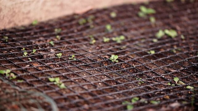 Small weeds growing through plastic mesh on soil in a planter