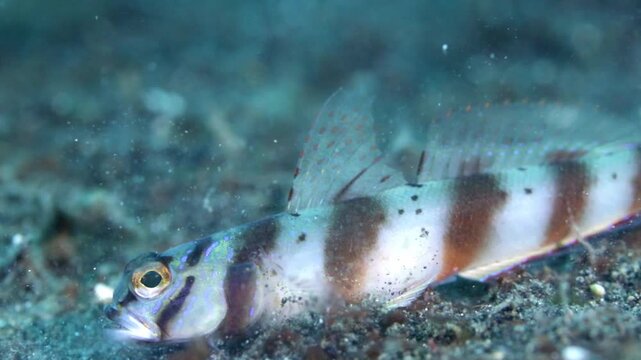 4K macro footage of a banded shrimp goby (Amblyeleotris periophthalma) hovering above the sandy seabed in Lembeh Strait, Indonesia.