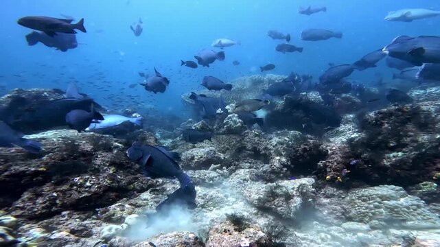 Wide-angle underwater footage of a school of bumphead parrotfish (Bolbometopon muricatum) feeding across a shallow coral reef in Raja Ampat, Indonesia. This iconic Indo-Pacific species is a keystone h