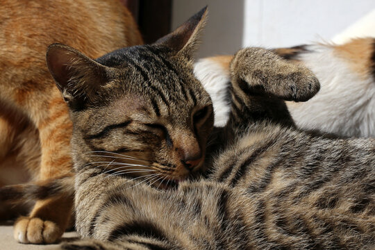 A tabby cat rolls over while cleaning its stomach.