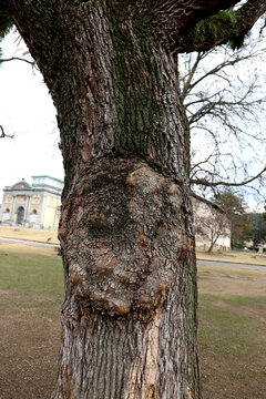 Close-up of a large tree trunk with a distinct round burl and rough bark texture.