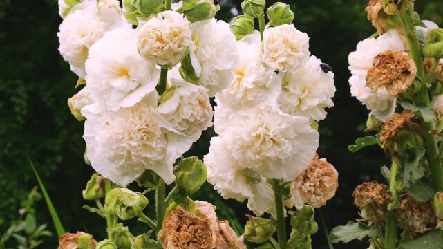 White double hollyhock flowers bloom on tall stems in the summer garden. Fluffy white mallow blossoms sway against a dark green background with dense petals and green flower buds.