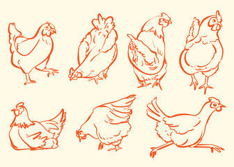 Hand Drawn Chicken Sketch Collection with Various Standing and Resting Poses, Farm Poultry Outline Line Art Vector Illustration Set © Nailyfarhatin