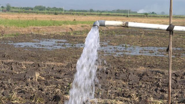 Water flows from a PVC pipe, pumping groundwater to irrigate a vibrant green rice paddy field, showing agricultural technology in a rural Southeast Asian farm landscape with a focus on splash.