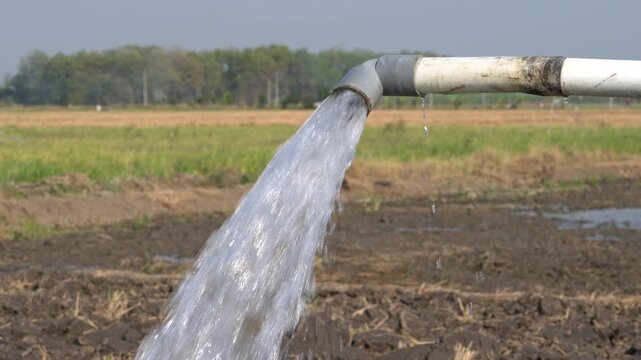 Water flows from a PVC pipe, pumping groundwater to irrigate a vibrant green rice paddy field, showing agricultural technology in a rural Southeast Asian farm landscape with a focus on splash.