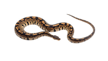 Fototapeta premium Ball python snake displaying intricate dark brown and golden patterned scales while curled in a gentle elegant shape against a pure white studio background captured with sharp focus and lighting