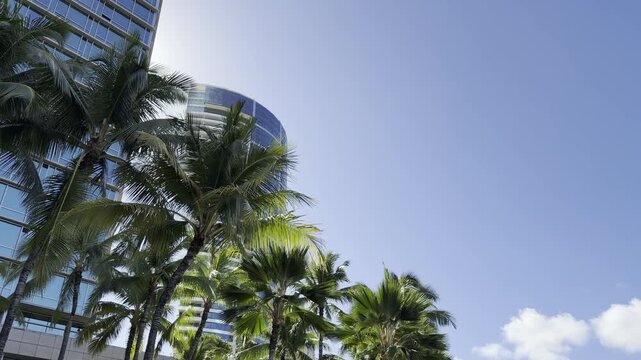 Coconut palm trees with the apartment or hotel building. The coconut (Cocos nucifera) is a member of the palm family (Arecaceae) and the only living species of the genus Cocos. Waikiki, Honolulu, Oahu