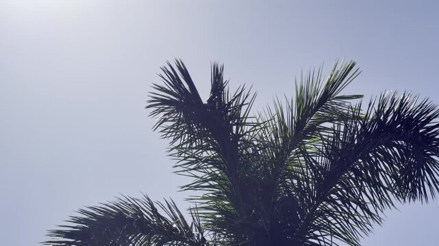 Roystonea regia, commonly known as the royal palm, Cuban royal palm, or Florida royal palm. City of Honolulu, Oahu island, Hawaii. 