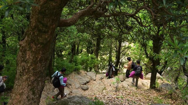 Hikers trekking in forest. Backpackers exploring Kareri Lake, Dharamshala, Himachal Pradesh.