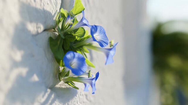 Blue morning glory blooms rising from white stucco wall beside soft sunlight, with unopened buds, fresh green heart leaves, textured surface, and gentle natural contrast