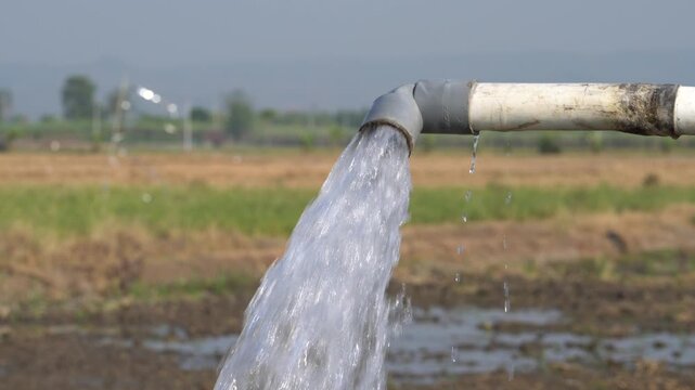 Water flows from a PVC pipe, pumping groundwater to irrigate a vibrant green rice paddy field, showing agricultural technology in a rural Southeast Asian farm landscape with a focus on splash.