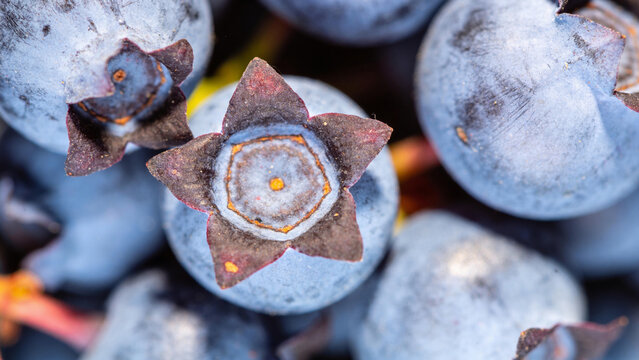 Fresh berries closeup showing details of agriculture and industry in berry production