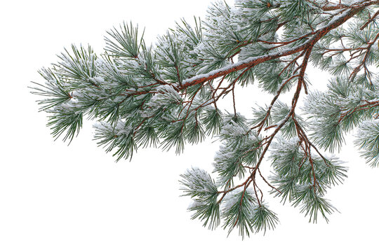 Winter pine branch set isolated on transparent background, realistic evergreen foliage PNG cutout collection with natural green needles