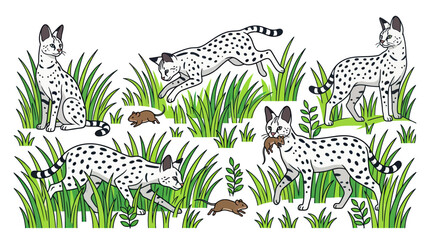 Wild serval cats hunting mice in tall grass. © Leo