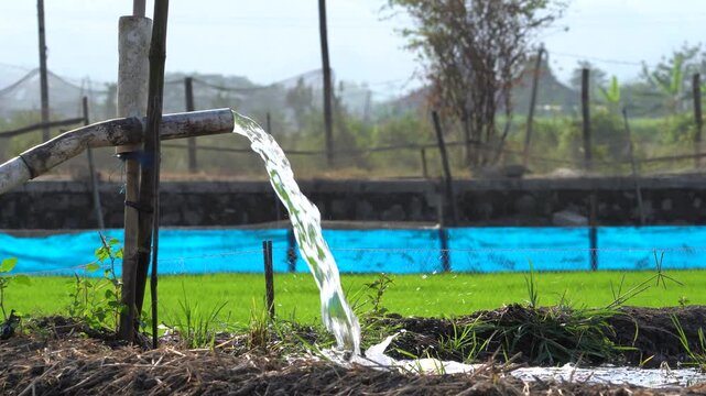 Water flows from a PVC pipe, pumping groundwater to irrigate a vibrant green rice paddy field, showing agricultural technology in a rural Southeast Asian farm landscape with a focus on splash.