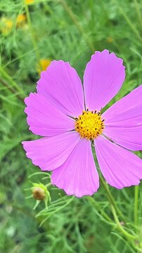 The great striped bumblebee pollinates the pink flower of cosmos and collects nectar in summer in the garden plot with the preservation of ecology
