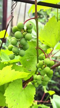 Close-up of green grapes hanging on a vine surrounded by vibrant green leaves in a sunlit garden. The image captures the natural growth and abundance of young grape clusters.