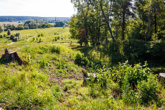 Weathered tree stumps stand in a lush grassy clearing, remnants of felled timber amidst a tranquil rural landscape with distant trees under a bright summer sky